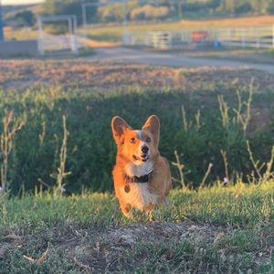 Meet your Posher, Stevie